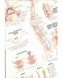 Poruchy chrbtice